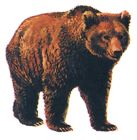 Бурый медведь. Его научное название Ursus arctos; у кельтов art.