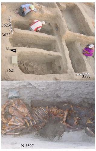 Рис. 1. Захоронения трех баранов (№3621-3623) и осла (№3597) на раскопе 16 Гонур Депе в процессе расчистки (2006, октябрь)
