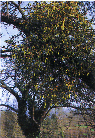 Омела на дереве, находящемся в состоянии зимнего покоя.