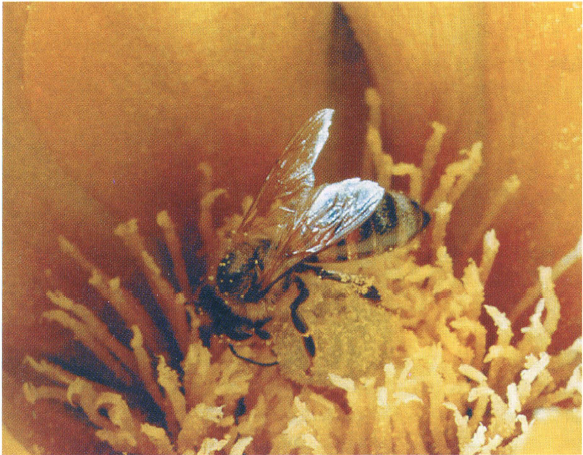 Пчела за работой. Трудолюбивое насекомое ассоциируется с богом Лугом, соответствующий богу видимого солнечного света Абеллию, вотивная надпись которому была обнаружена у подножия Пиренеев. На французском языке abeillе значит пчела